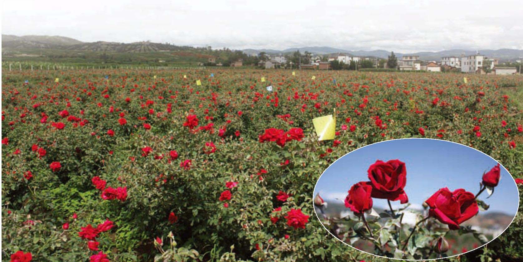 关于大理州加工用玫瑰花产业调研报告